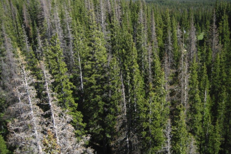 Dead and dying trees due to a spruce beetle epidemic