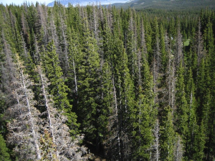 Dead and dying trees due to a spruce beetle epidemic