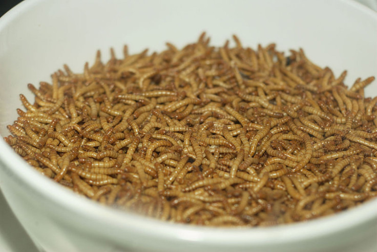 mealworms