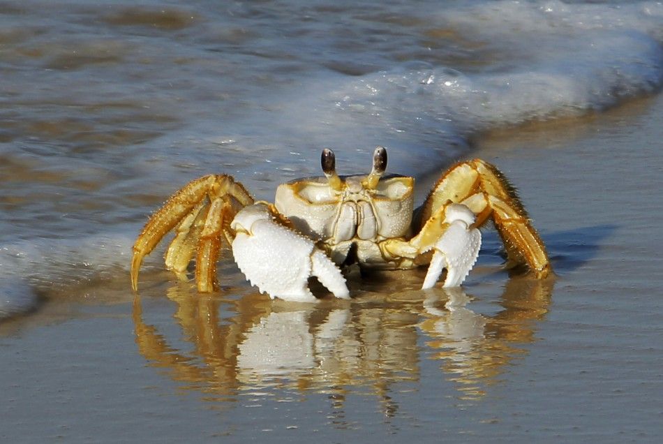 Experts Build Crab-Like Robot to Remove Stomach Cancer | IBTimes