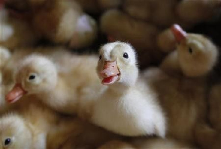 Australia Slaughters Thousands of Duck to Contain Avian Flu Spread