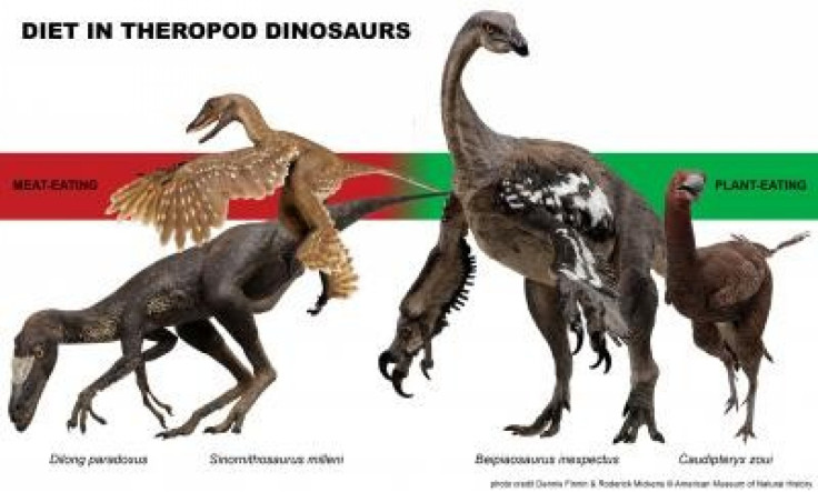 Most bird-like dinosaurs were plant-eaters, finds new study