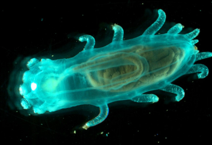 Sea cucumbers collected from a basin off Canada's Arctic coast are seen in this National Oceanic and Atmospheric Administration (NOAA) handout photo released July 29, 2005.