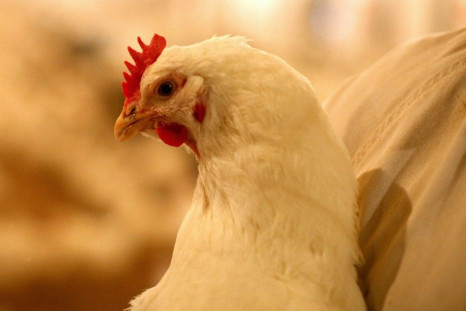 Chicken Given Banned Antibiotics 