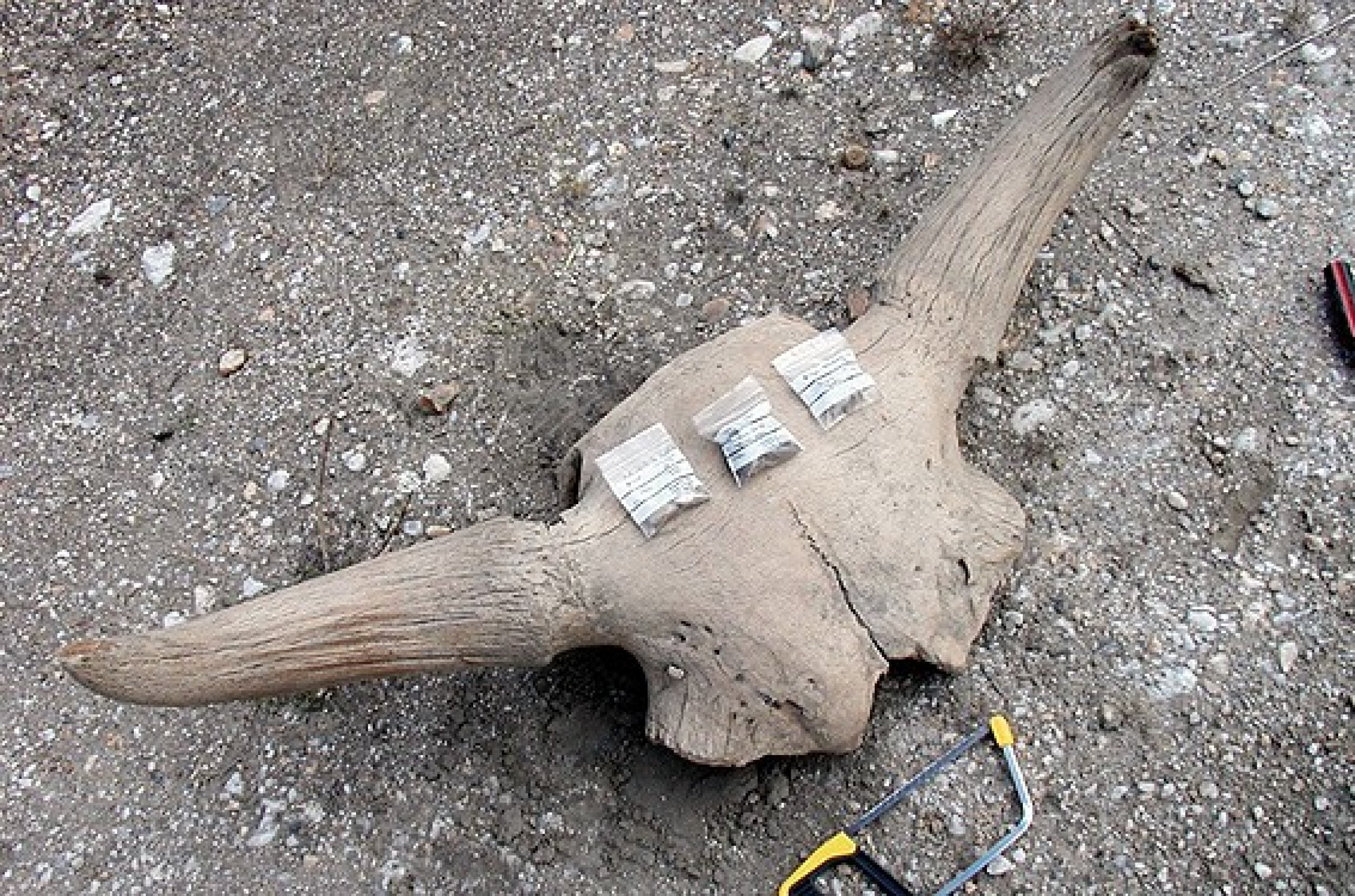 Primeval Bison Bones Unravels the Mystery of Climate Change Adaptation