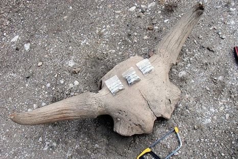 Primeval Bison Bones Unravels the Mystery of Climate Change Adaptation