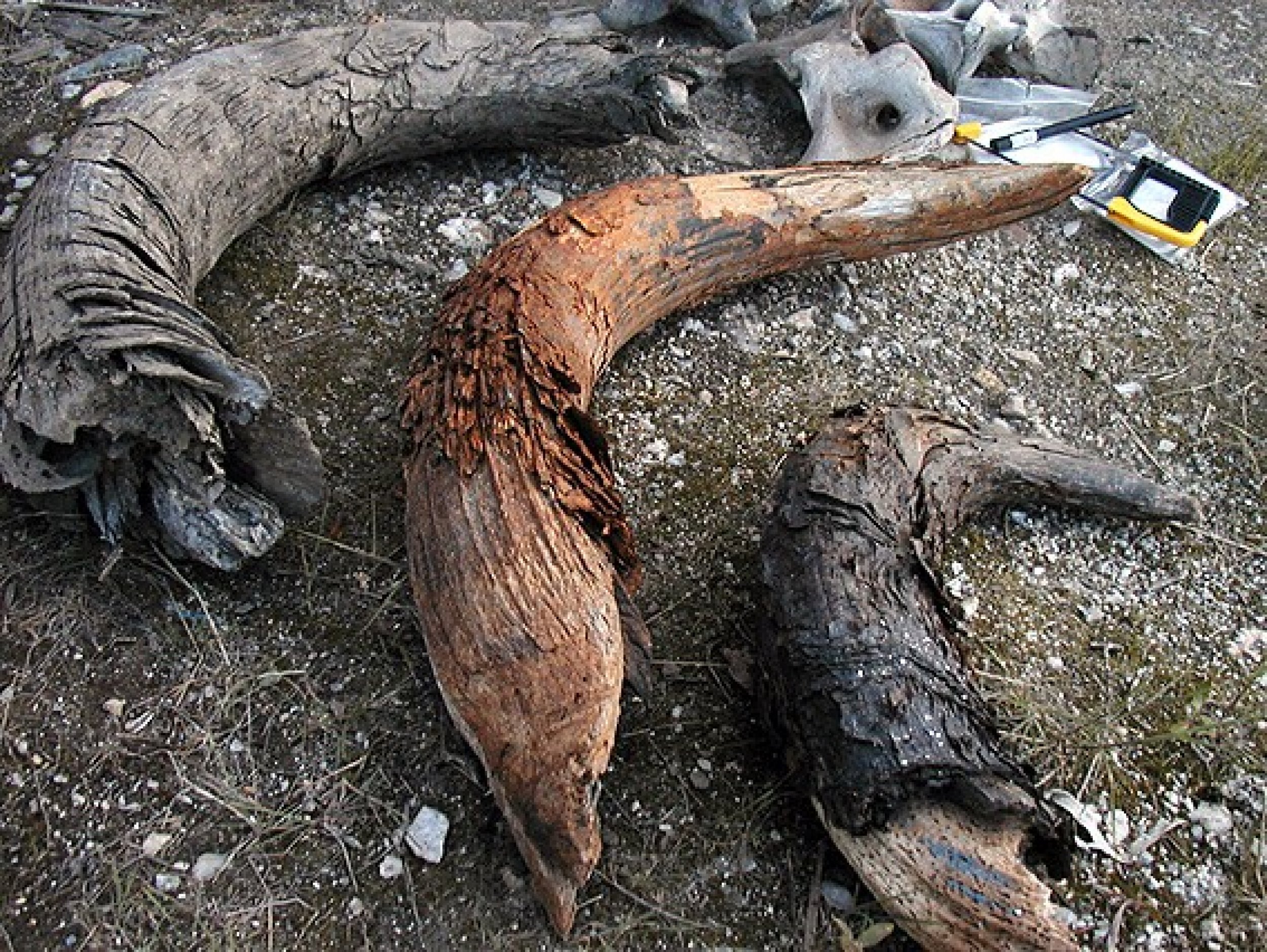 Primeval Bison Bones Unravels the Mystery of Climate Change Adaptation