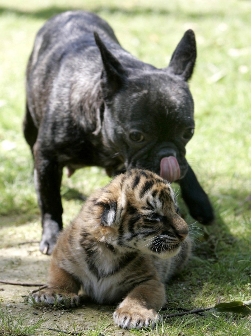 Bizzare animal friendships