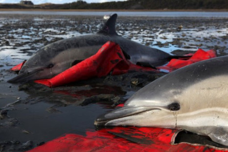 Two stranded common dolphins wait to be transported to a waiting vehicle by a team from the International Fund for Animal Welfare at Herring River in Wellfleet, Mass., Thursday, Jan. 19, 2012.