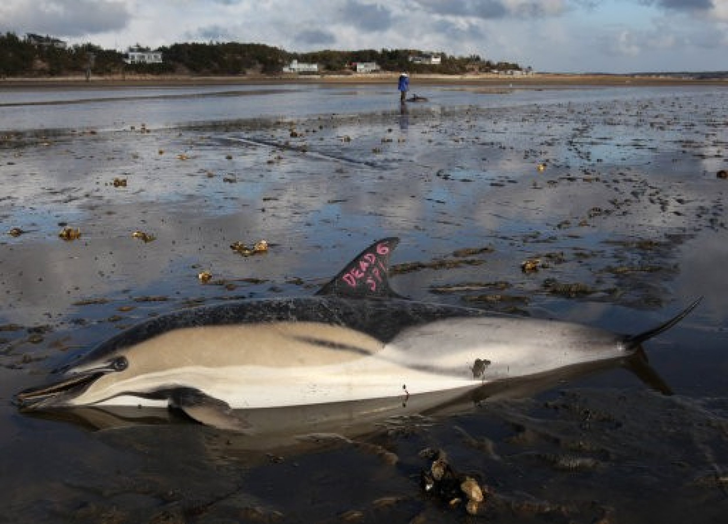A dead common dolphin is marked as such at Herring River in Wellfleet, Mass., Thursday, Jan.