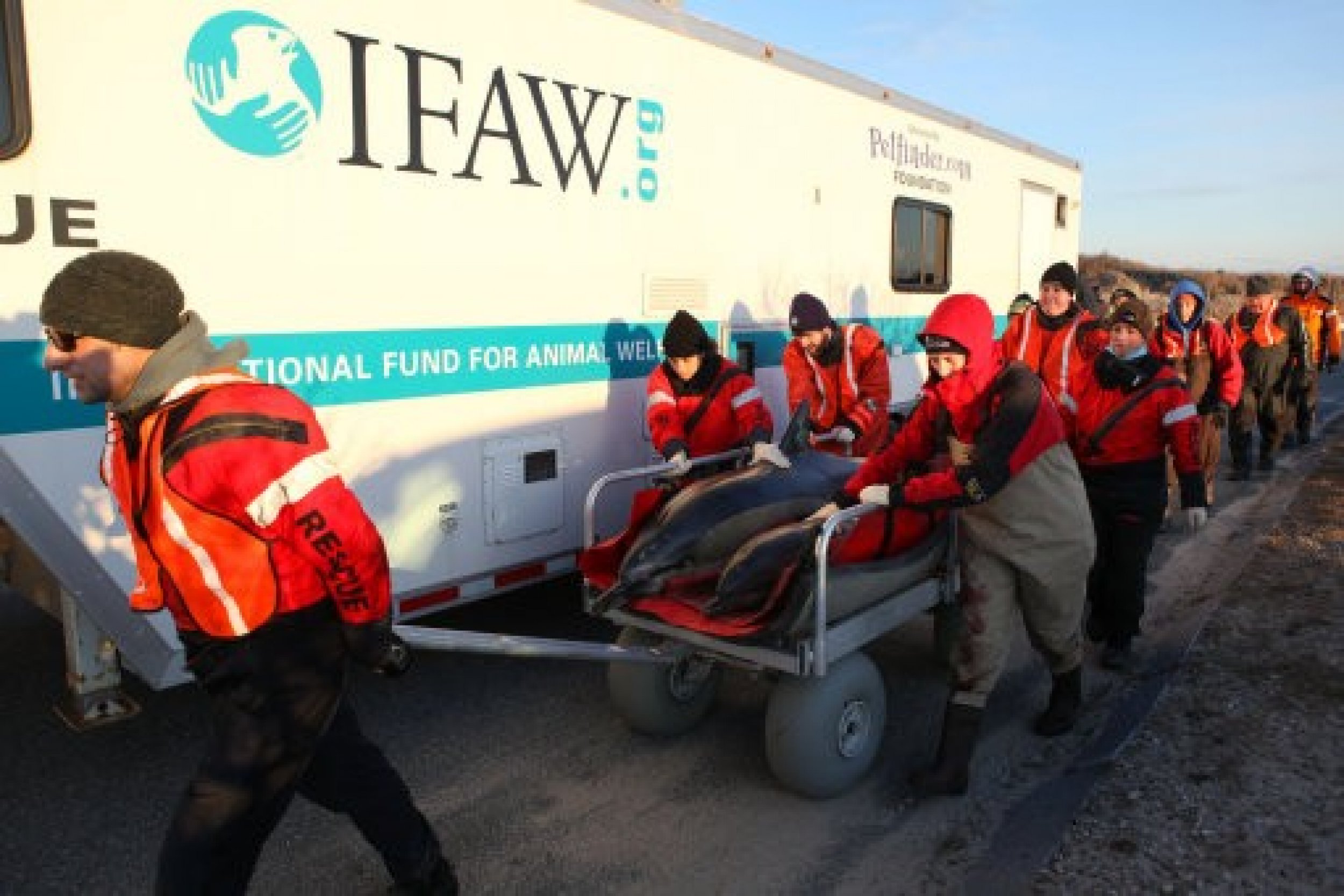 A mother and calf common dolphin are transported to the beach by a team from the International Fund for Animal Welfare IFAW and the New England Aquarium before being released back into Cape Cod Bay at Scusset Beach, in Sagamore Beach, Mass.