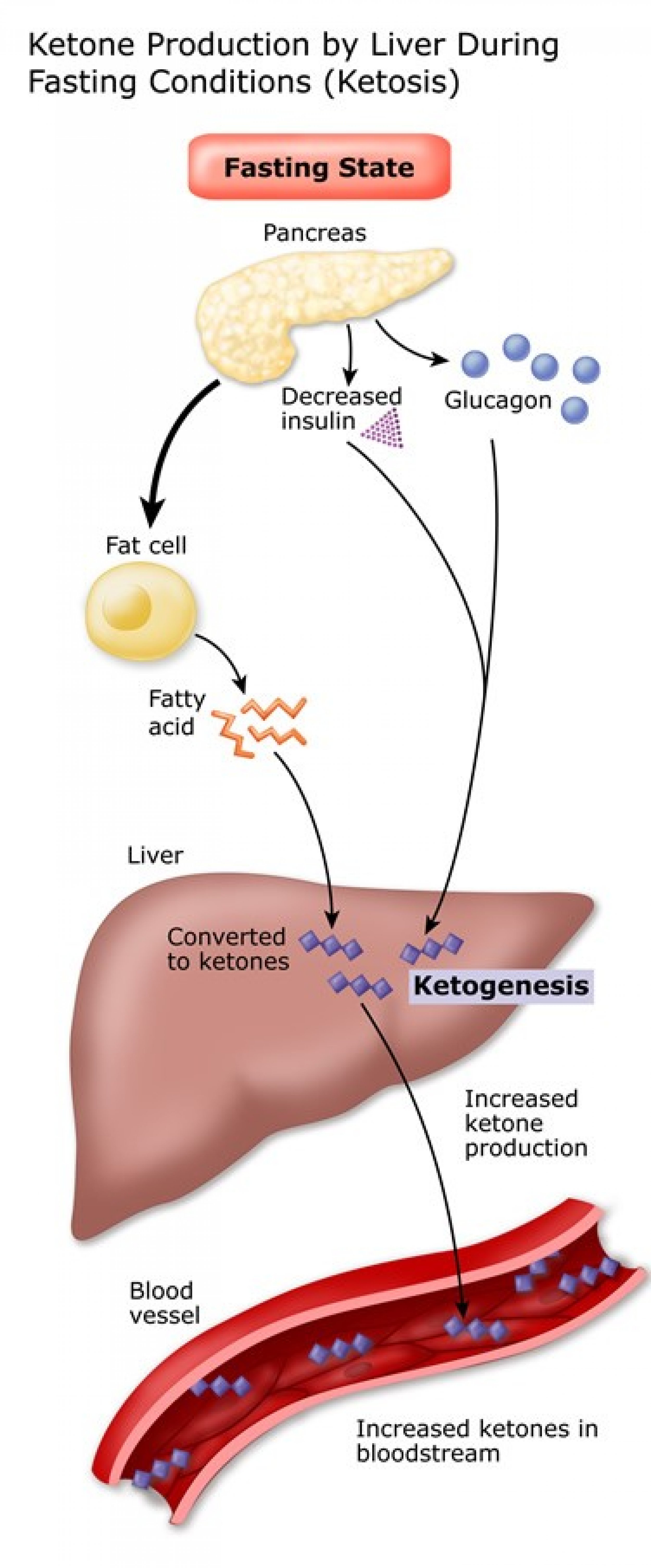 What are Ketones and How do They Work in the Body