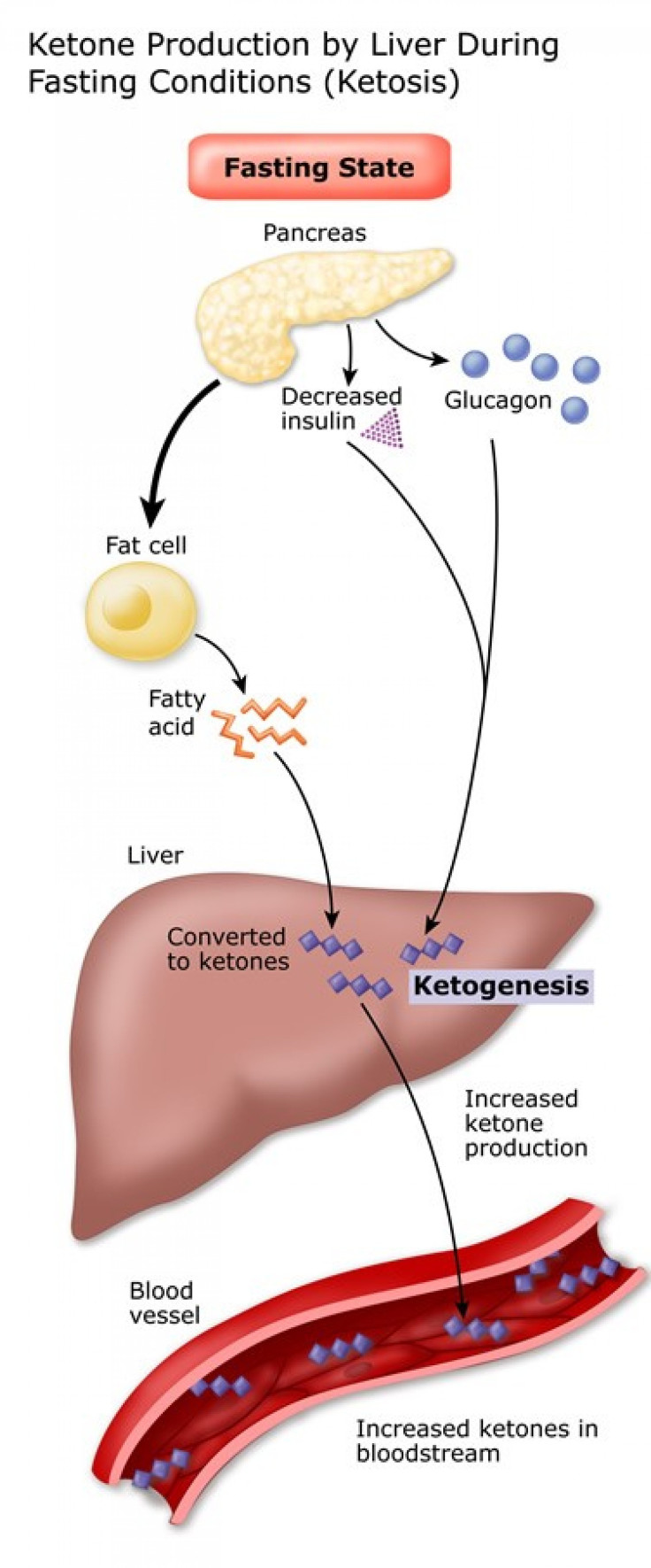 What are Ketones and How do They Work in the Body?