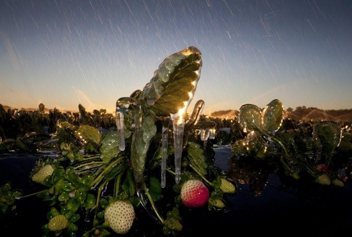Genetic Codes For Wild Strawberry, Chocolate Unlocked