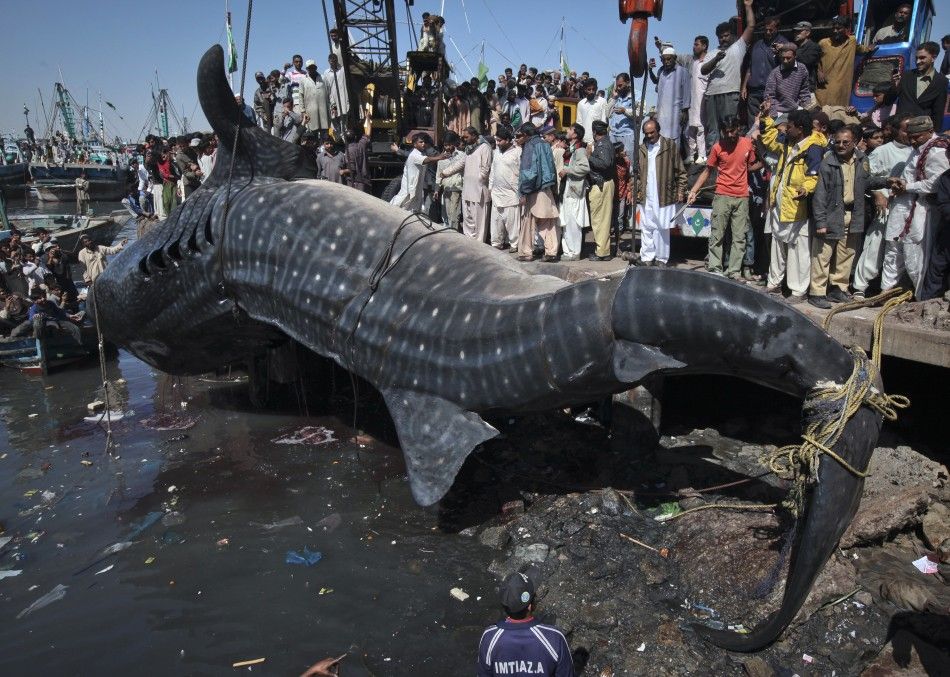 Residents gather as a whale shark is pulled from the water by cranes after it was found dead at Karachi039s fish harbor