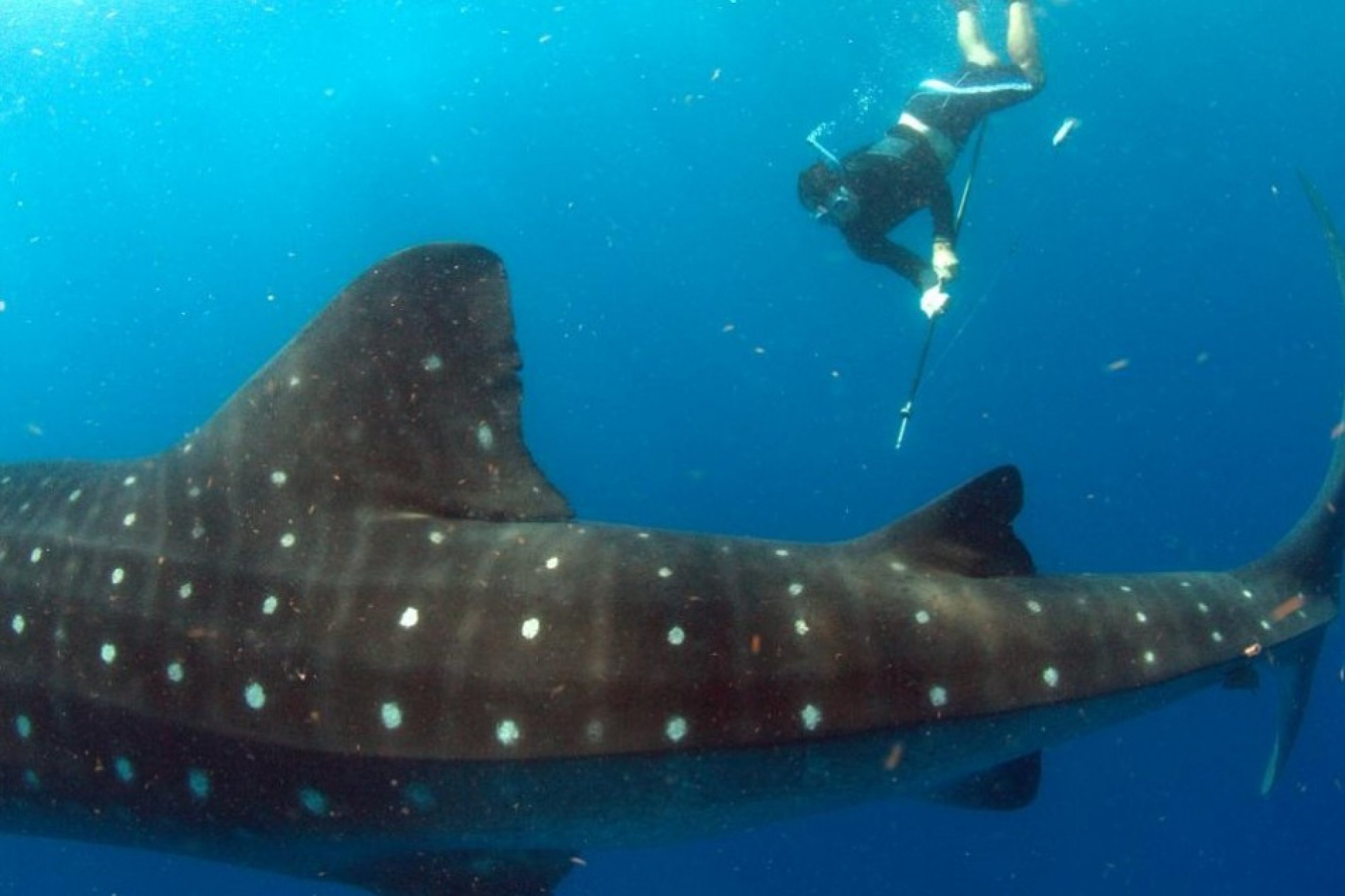 Whale Shark and other Fantastic Hybrid Creatures
