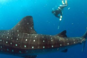 Whale Shark and other Fantastic Hybrid Creatures
