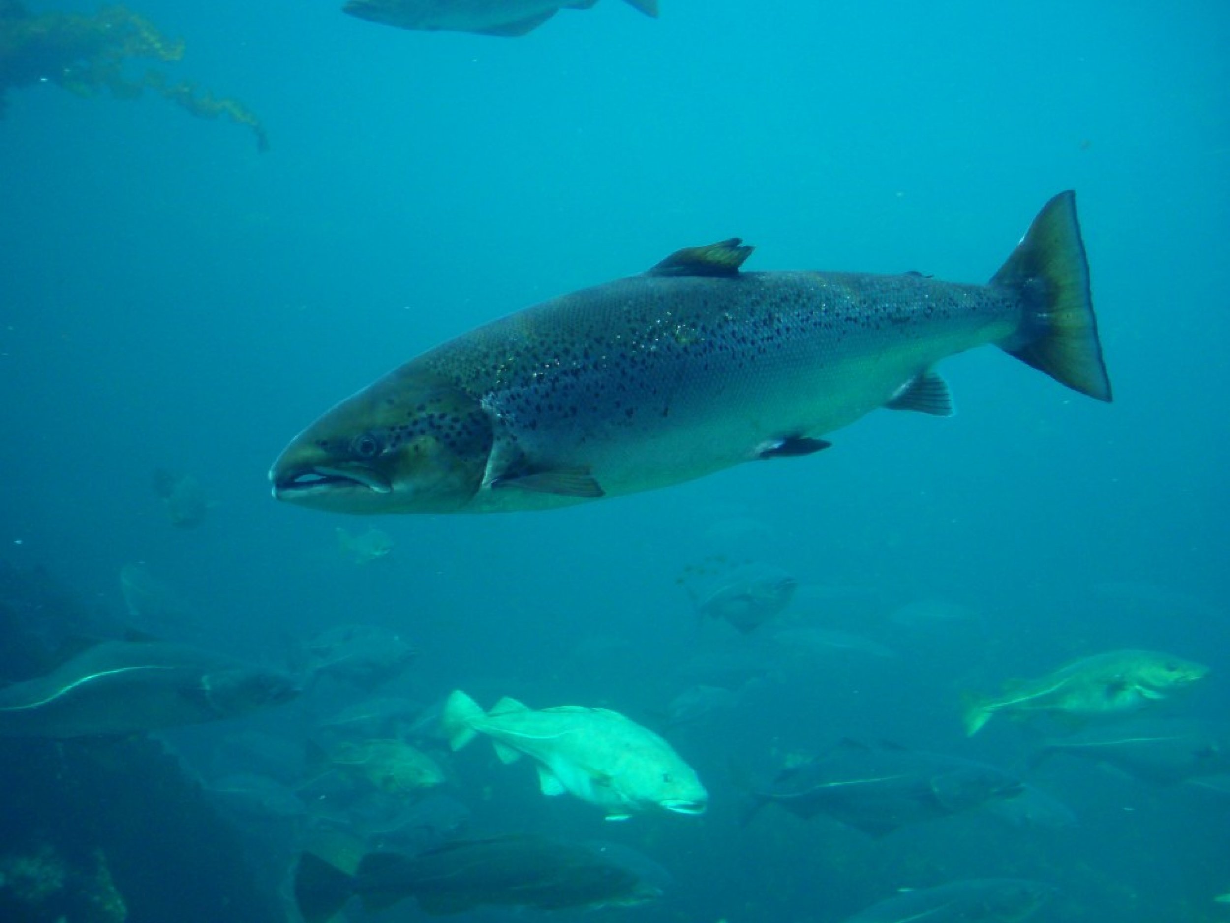 genetically-modified-salmon-what-is-it-and-is-it-safe-ibtimes