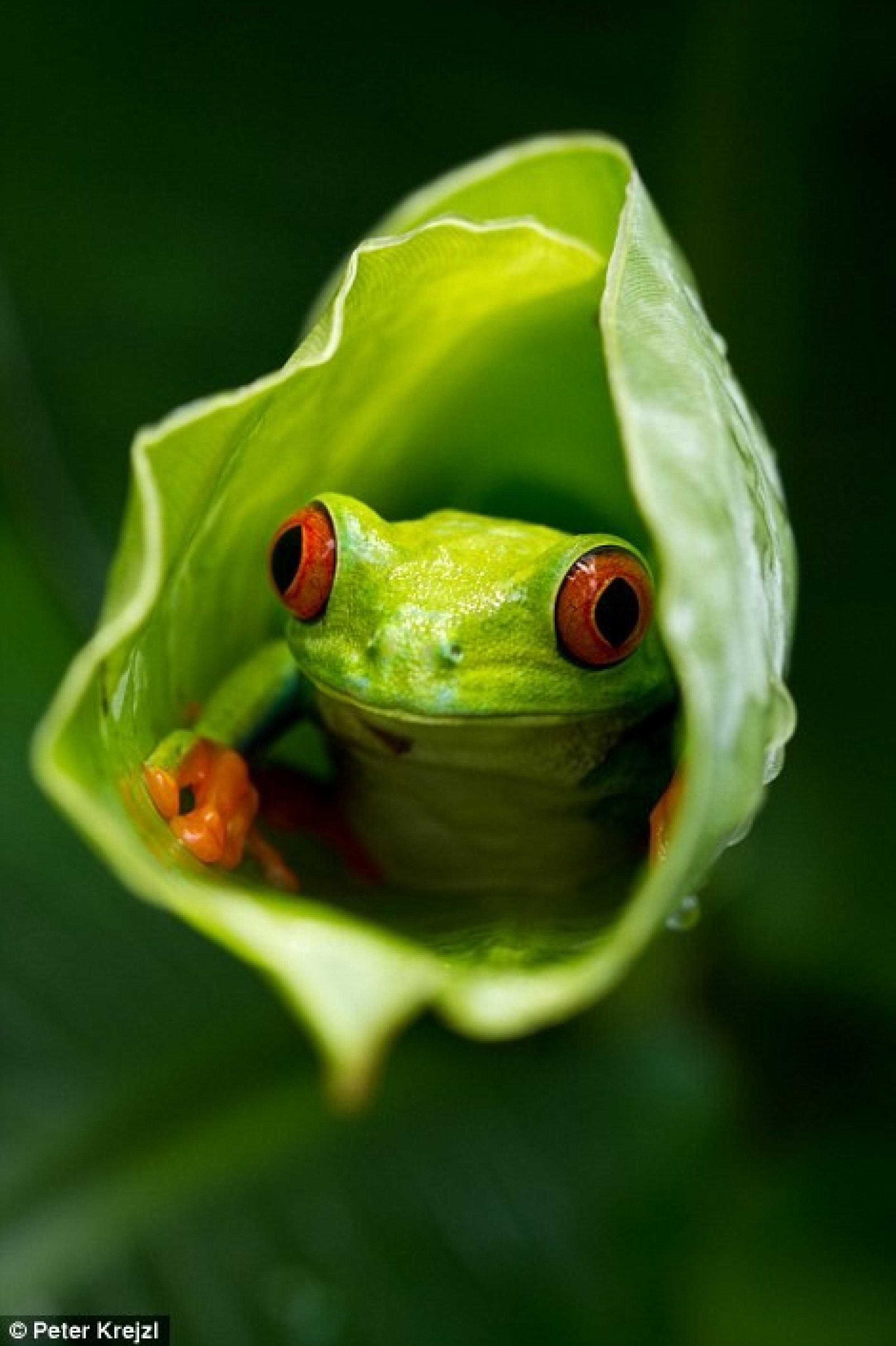 A small frog peers out from inside a plant