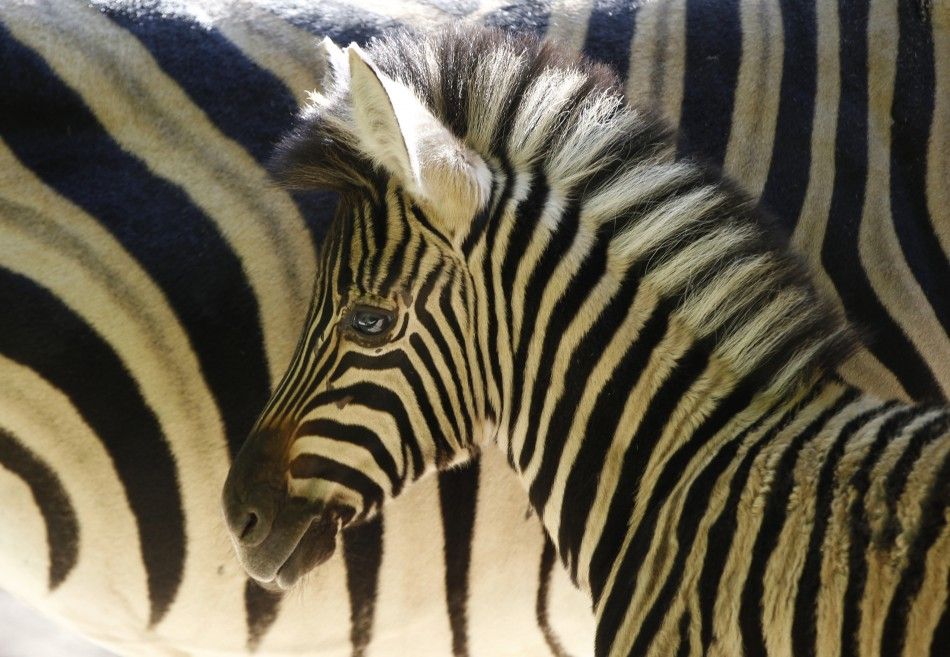 zebra-stripes-evolved-to-keep-flies-away-study