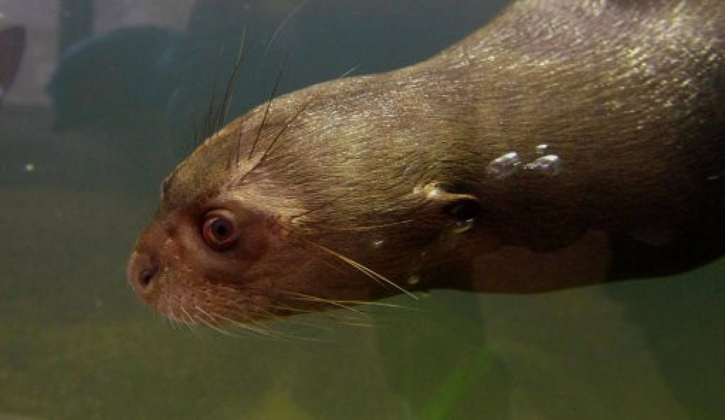A giant otter at Chester Zoo, where the UK039s first underwater viewing zone for giant otters will open next week.