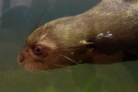 A giant otter at Chester Zoo, where the UK&#039;s first underwater viewing zone for giant otters will open next week.