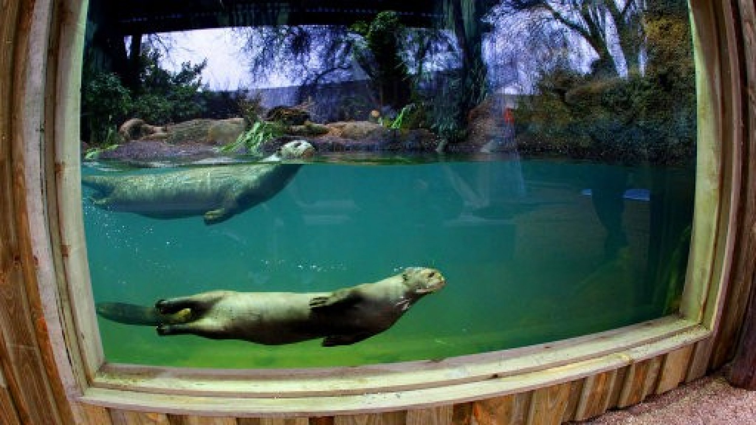 Giant otters at Chester Zoo, where the UK039s first underwater viewing zone for giant otters will open next week.