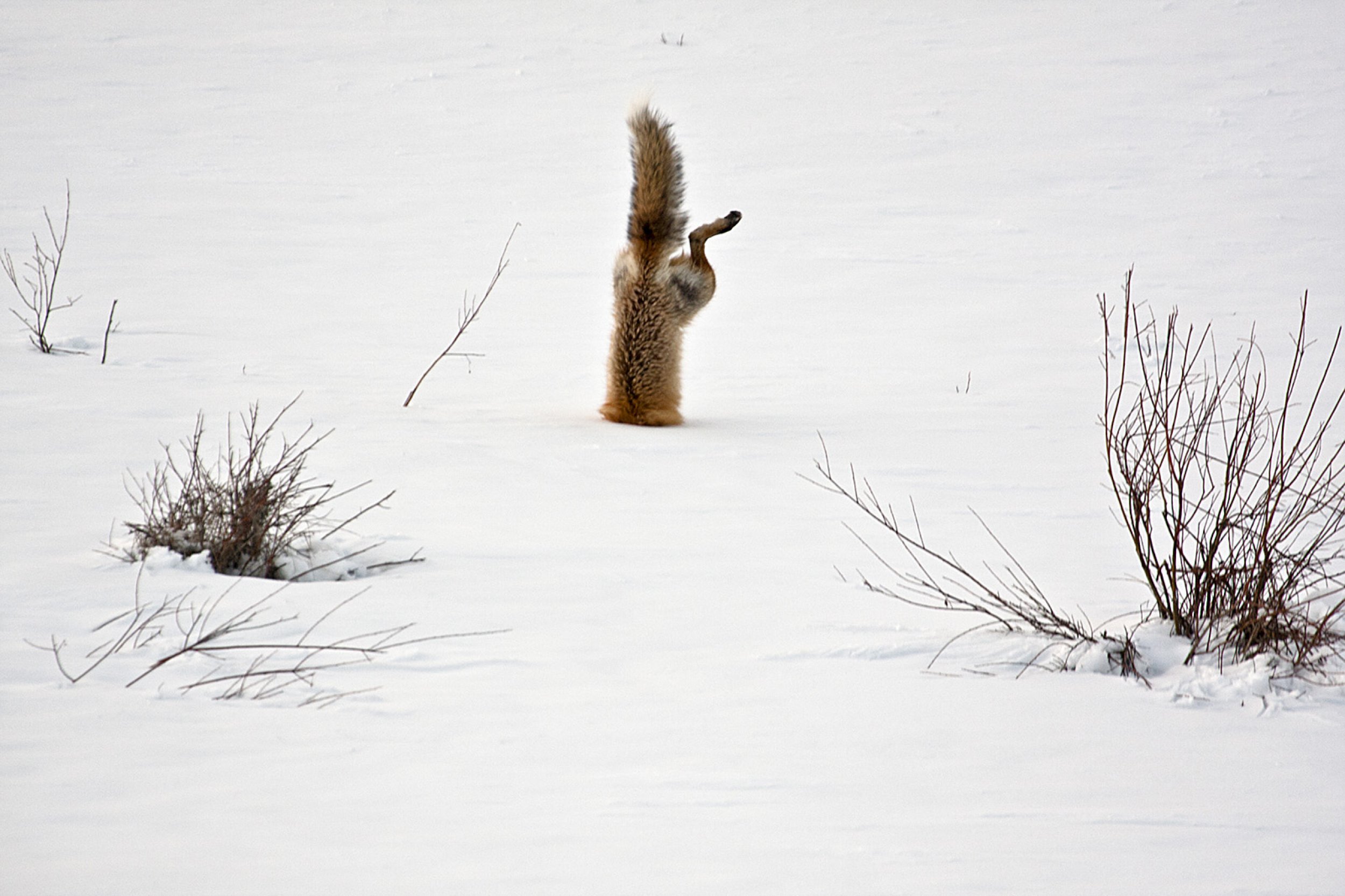 Red Fox catching mouse under snow