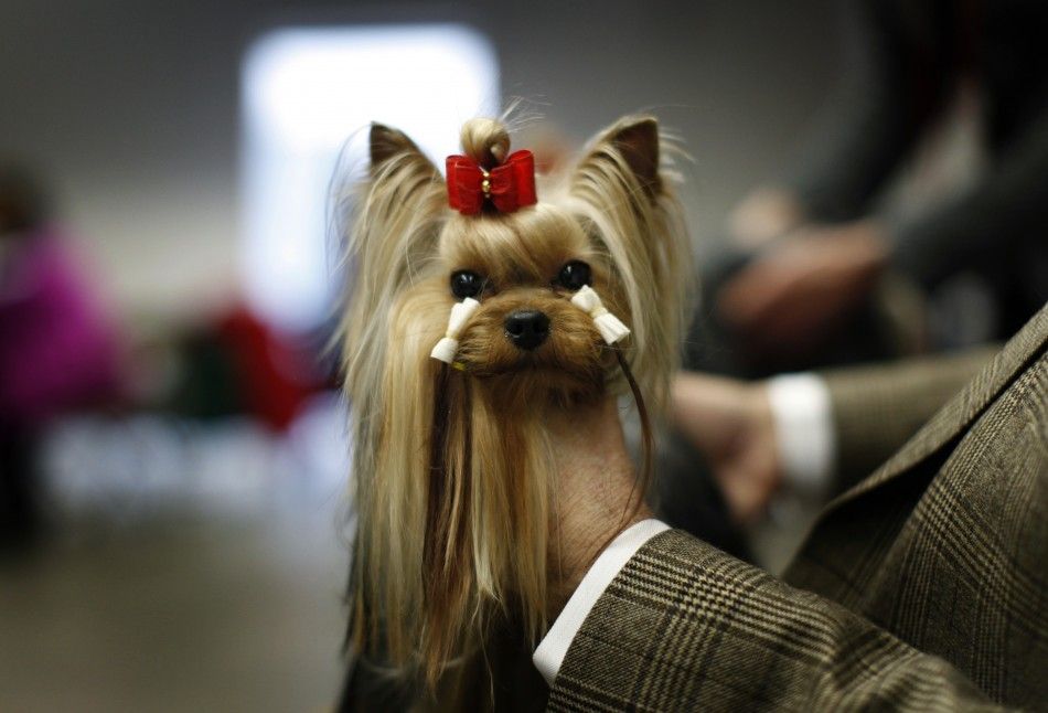 Yorkshire Terrier, Tommy