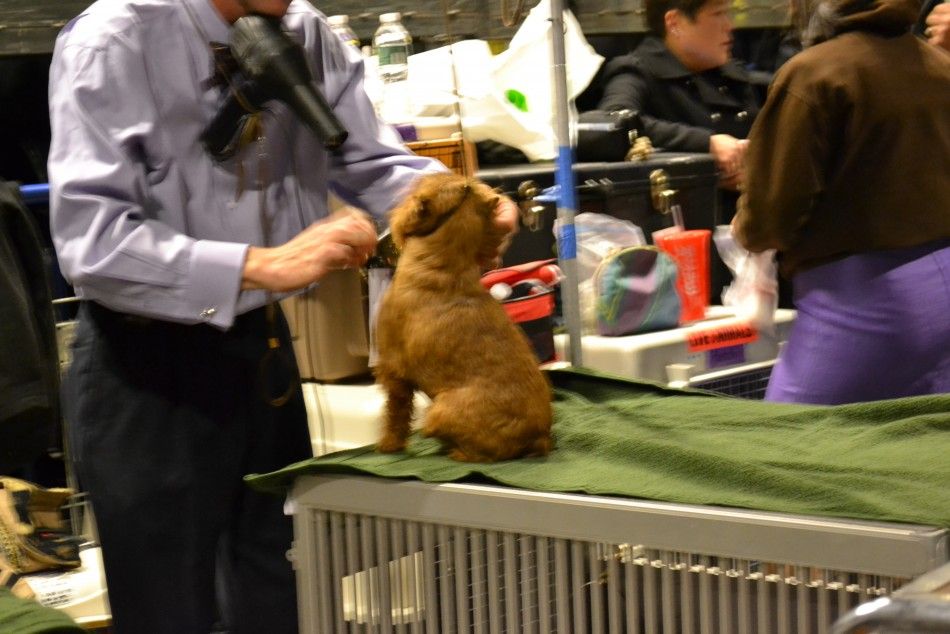 Westminster Dog Show Behind-the-Scenes