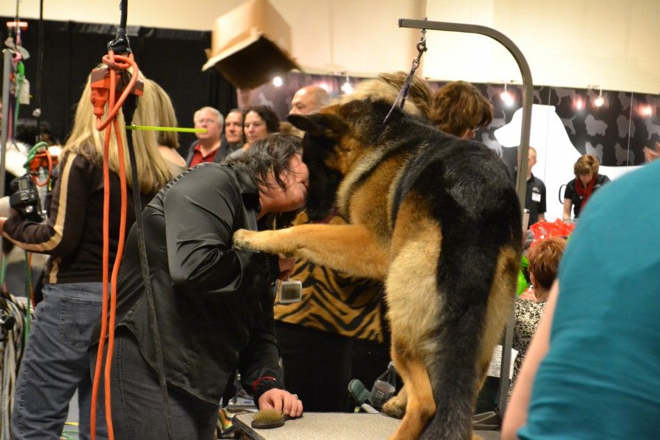 Westminster Dog Show Behind-the-Scenes