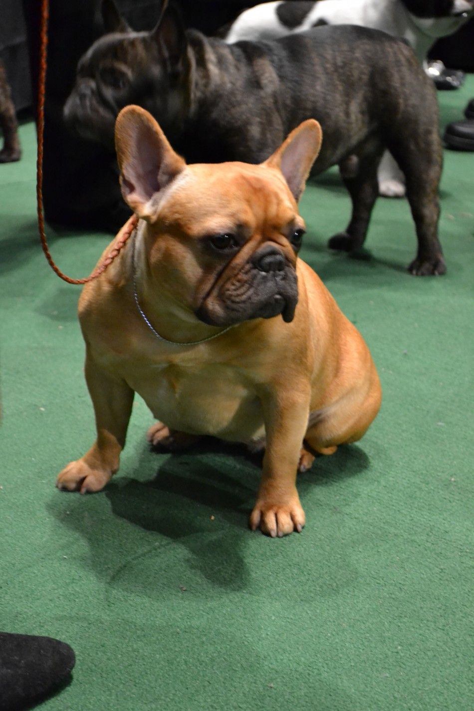 Westminster Dog Show Day 1