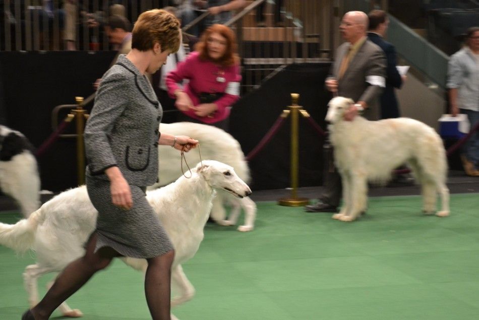 Westminster Dog Show Day 1