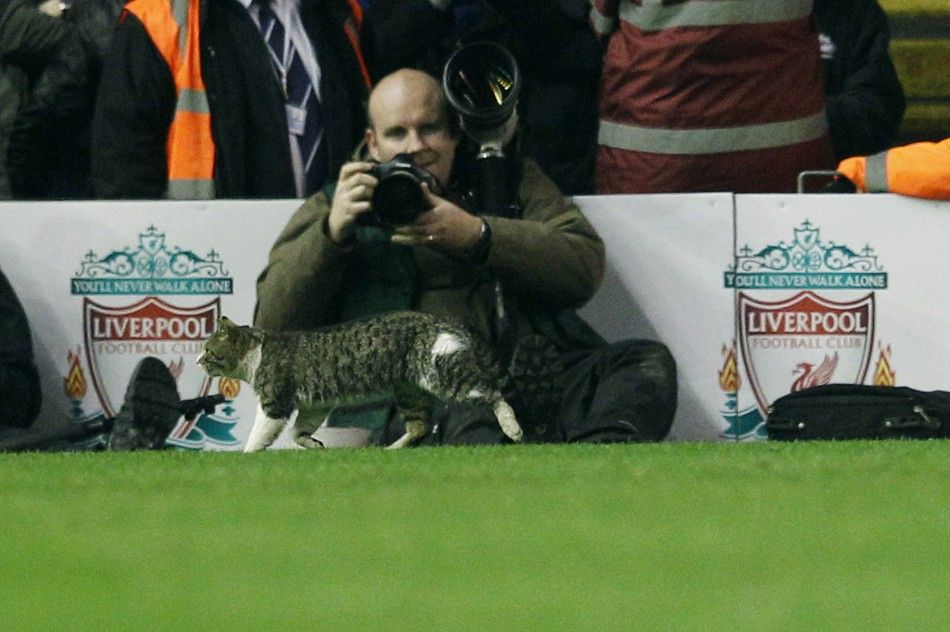 Anfield cat