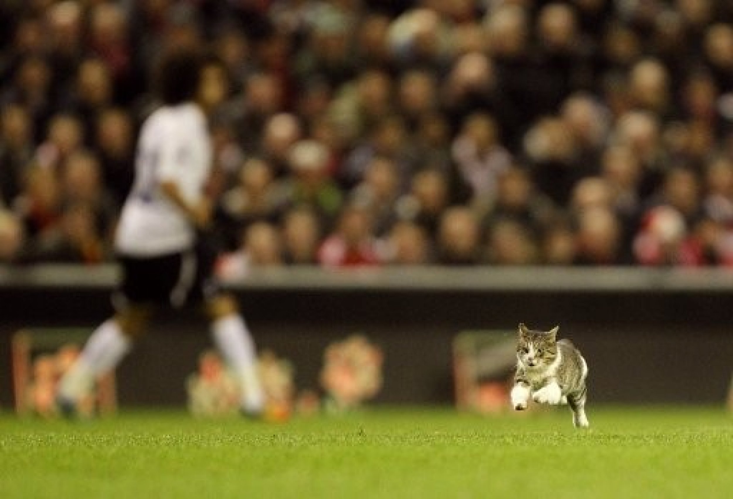 Anfield cat