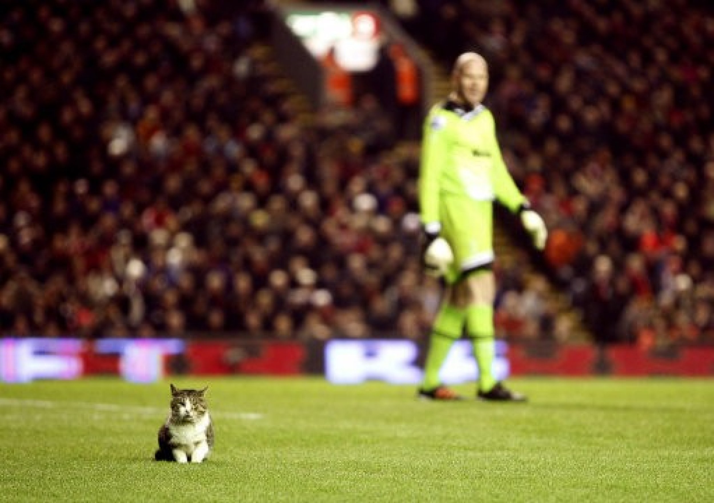 Anfield cat